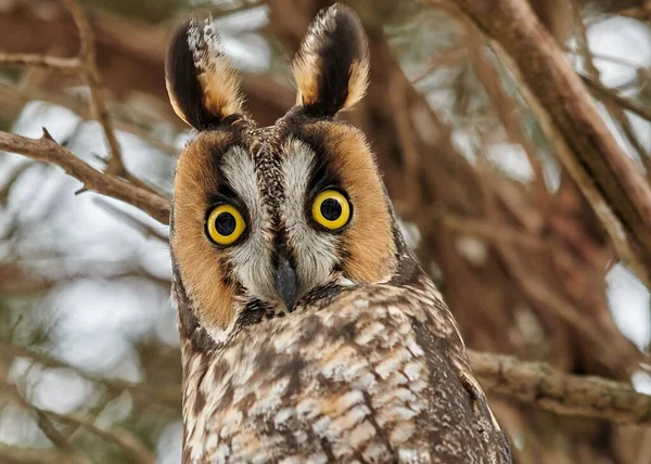 Closeup Long Eared Owl Asio Otus Blurred Branches — Stock Photo, Image