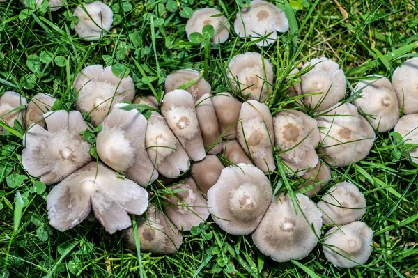 Mushrooms Growing Green Grass Field — Stock Photo, Image