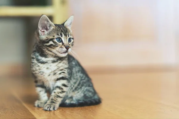 Bir Apartmanda Oynayan Küçük Bir Kedi Yavrusunun Yakın Plan Fotoğrafı — Stok fotoğraf