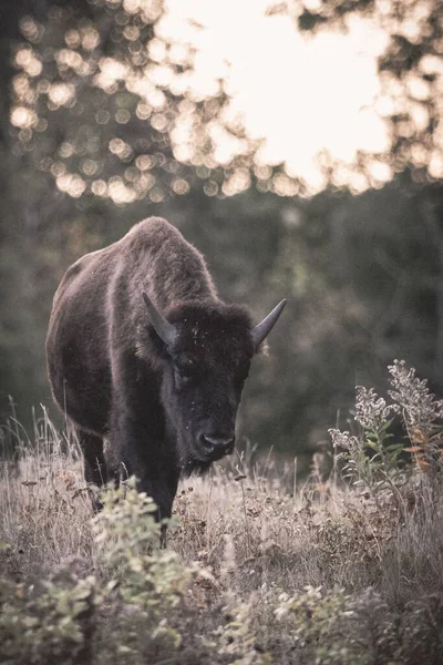 Brown Bison Walking Field — Stock Photo, Image