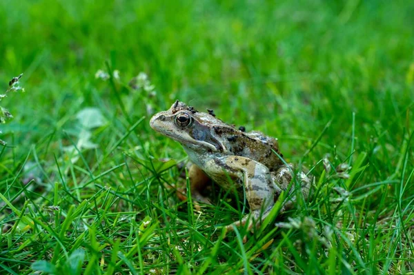 Closeup Common Frog Sitting Green Grass — Stock Photo, Image