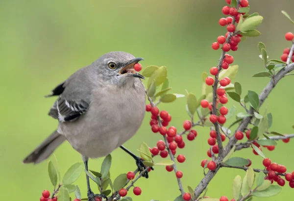 Close Pássaro Cantando Norte Americano Mimus Polyglottos Comendo Bagas Vermelhas — Fotografia de Stock