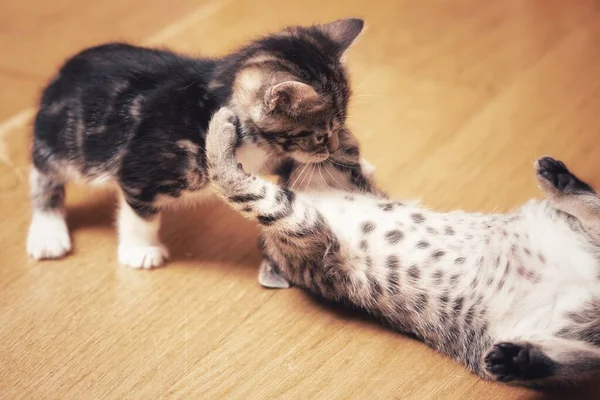 Een Close Shot Van Kleine Kittens Spelen Rond Een Appartement — Stockfoto