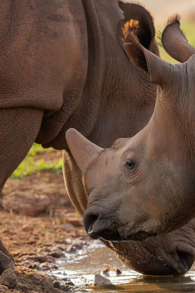 Plan Vertical Jeune Rhinocéros Blanc Sauvage Pendant Journée Afrique — Photo
