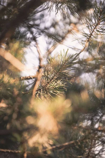 Eine Vertikale Nahaufnahme Schöner Kiefern Einem Immergrünen Wald — Stockfoto