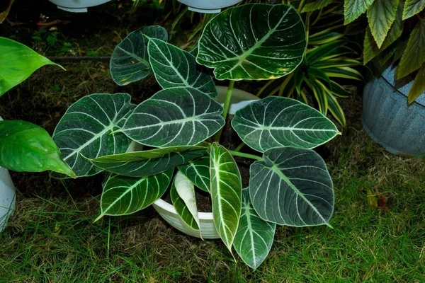 Тропическое Растение Горшке Alocasia Reginula — стоковое фото