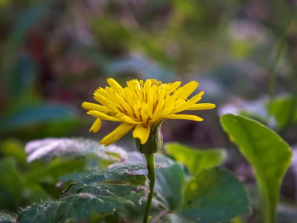Прекрасный Вид Цветок Одуванчика Саду — стоковое фото