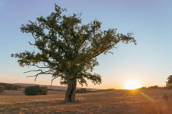 Mighty Oak Alone Field Sunset Background — Stock Photo, Image