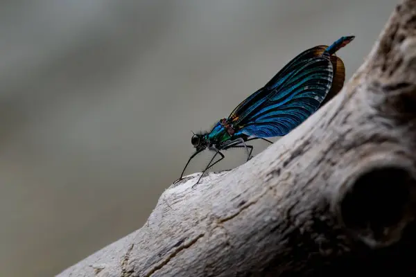 Tiro Perto Uma Borboleta Azul Pedaço Madeira — Fotografia de Stock
