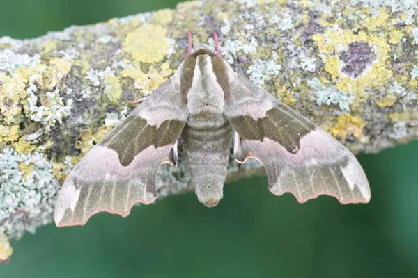 石灰鷹の蛾の自然な閉鎖 地衣類で覆われた木のミマス ティリアエ — ストック写真