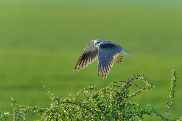 stock image A Black-Winged Kite in Flight in the green field