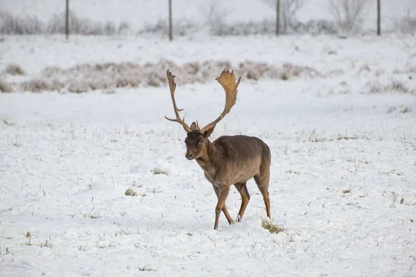 Gray Black European Fallow Deer Dama Dama Horns Walking Snow — Stock Photo, Image
