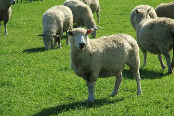 ニュージーランドの緑の草原地帯の白い羊 — ストック写真