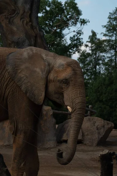 Zbliżenie Słonia Stojącego Pobliżu Drzewa — Zdjęcie stockowe