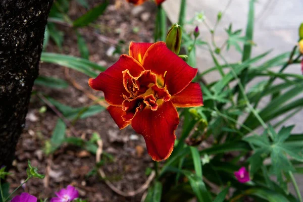 Tiro Close Uma Flor Lírio Vermelho Com Laranja Redor — Fotografia de Stock