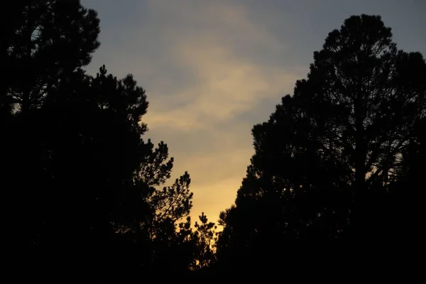 Sylwetka Drzew Lesie Podczas Zachodu Słońca — Zdjęcie stockowe