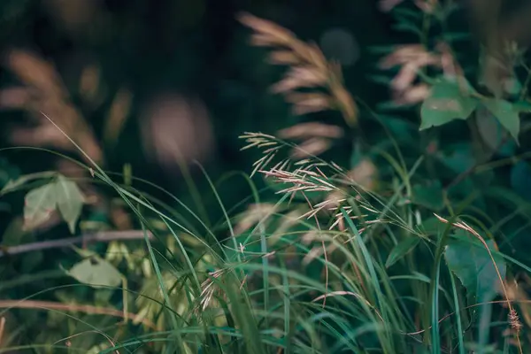 stock image A shallow focus shot of Bromus inermis growing in a field