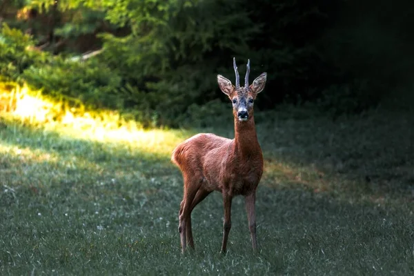 スウェーデンの森の中に一人で立ってカメラを見ている鹿 — ストック写真