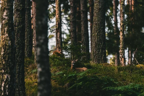 Олень Сидить Інший Позаду Стоїть Дивиться Шведський Ліс — стокове фото