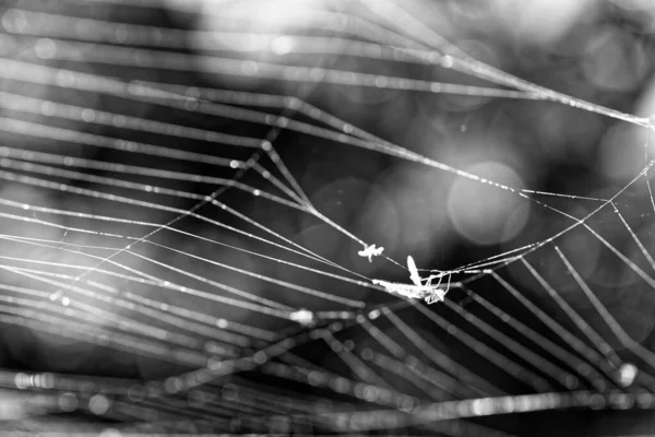 Makro Graustufen Eines Spinnennetzes — Stockfoto