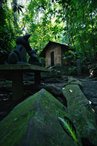 Wspaniały Widok Dżungli Rezerwacie Ekologicznym Nanciyaga — Zdjęcie stockowe