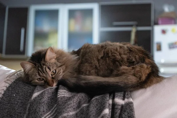 쇼파에 고양이의 클로즈업 — 스톡 사진