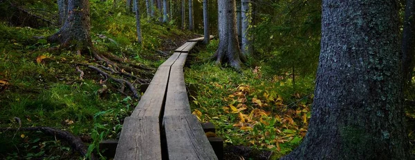 Vue Panoramique Sentier Bois Dans Une Forêt Pendant Journée — Photo