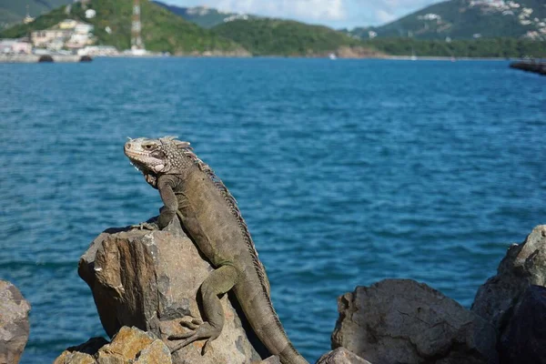 Reptile Iguana Vert Perché Sur Rocher — Photo
