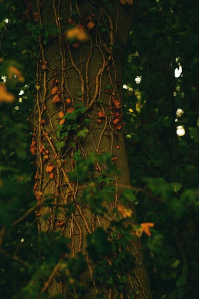 Obrovská Stromová Kůra Lezeckými Kořeny Suchým Listím Lese Svislý Výstřel — Stock fotografie