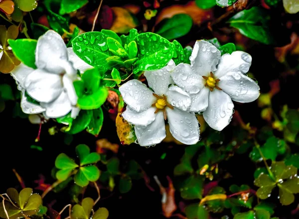 Close Flores Brancas Híbridas Jardim Durante Dia — Fotografia de Stock