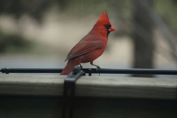 一只北方红衣鸟栖息在栏杆上 — 图库照片