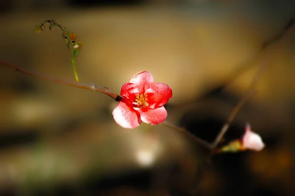 Közelkép Egy Vörös Virágról Homályos Háttérrel — Stock Fotó