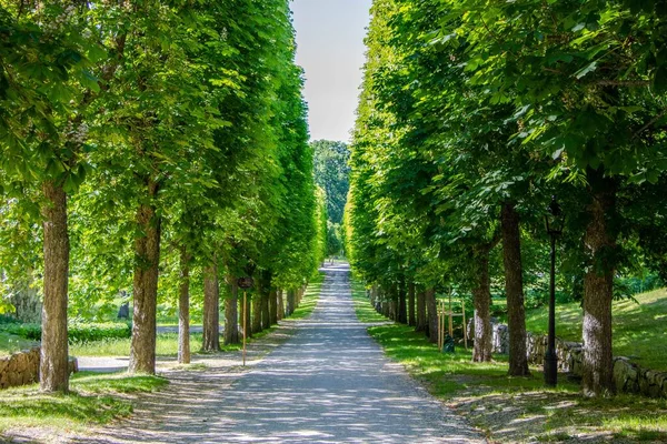 Eine Lange Asphaltstraße Zwischen Einer Reihe Saftig Grüner Bäume Der — Stockfoto