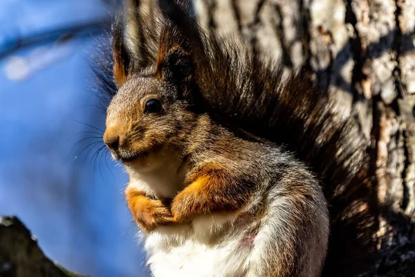 Großaufnahme Eines Entzückenden Eichhörnchens Auf Einem Ast Einem Park — Stockfoto