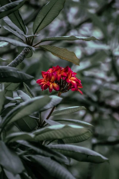Eine Vertikale Nahaufnahme Einer Schönen Frangipani Blume Einem Immergrünen Strauch — Stockfoto