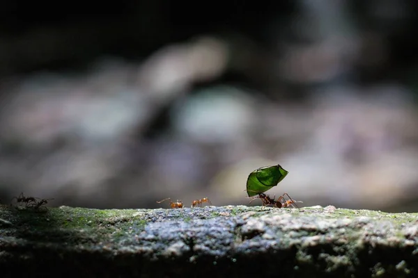 Yeşil Bir Yaprak Taşıyan Bir Karınca Bulanık Bir Zemin Üzerinde — Stok fotoğraf