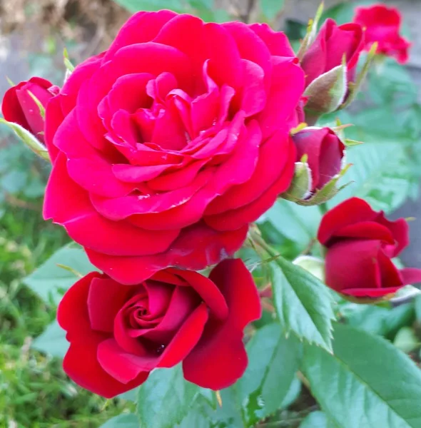 Ένα Κοντινό Πλάνο Ροζ Τριαντάφυλλων Έναν Κήπο — Φωτογραφία Αρχείου