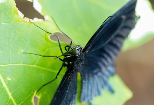 Nahaufnahme Eines Schwarzen Schmetterlings Auf Einer Pflanze — Stockfoto