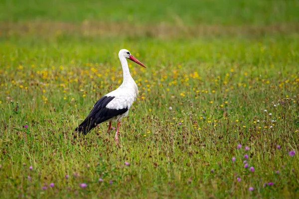 Closeup Stork Field — Stock Photo, Image