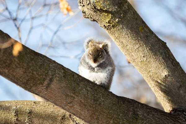 Close Shot Eastern Gray Squirrel Tree Woods — Stock Photo, Image