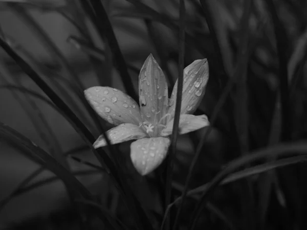 Närbild Vacker Lilja Täckt Med Vattendroppar — Stockfoto