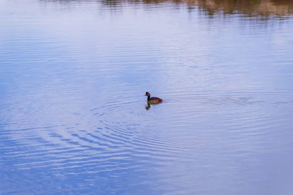 Ένα Κοντινό Πλάνο Μιας Πανέμορφης Πάπιας Που Κολυμπάει Στη Λίμνη — Φωτογραφία Αρχείου