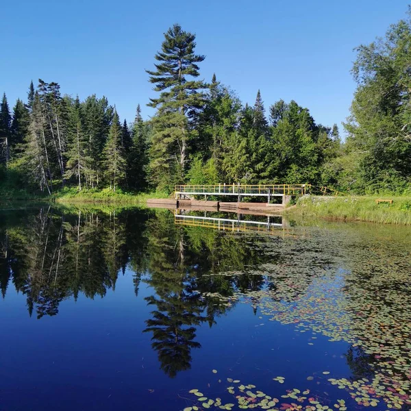 Une Belle Vue Sur Lac Dans Forêt — Photo