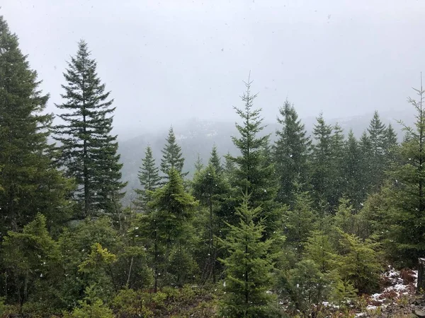 Śnieg Spadający Nad Wiecznie Zielonym Lasem — Zdjęcie stockowe
