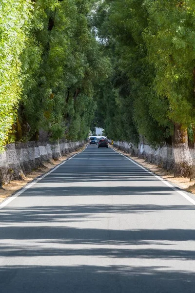 ポルトガルの道路標識のための白い石灰で描かれた木のトンネル — ストック写真