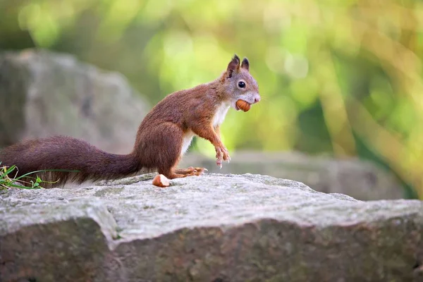 Closeup Shot Red Squirrel Eating Rock Forest Sunny Day — Stock Photo, Image