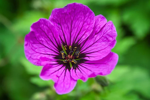 Крупный План Фиолетового Цветка Цвету Зеленом Размытом Фоне — стоковое фото