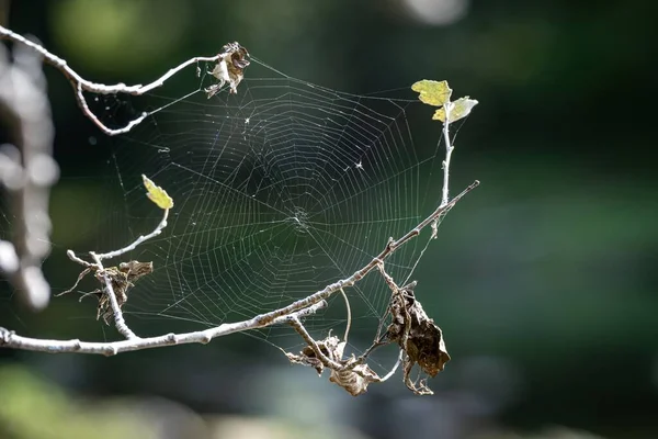 Foco Superficial Aranha Uma Rede Com Fundo Verde Desfocado — Fotografia de Stock