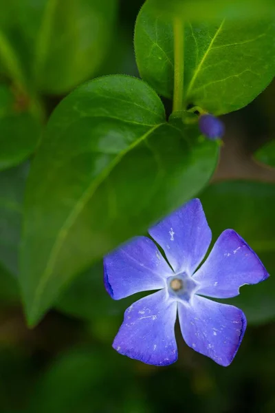Közelkép Függőleges Lövés Kék Virág Virágzik Zöld Levelek Ellen Elmosódott — Stock Fotó