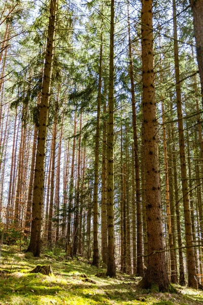 Gündüz Vakti Ormandaki Güzel Uzun Ağaçların Manzaralı Dikey Görüntüsü — Stok fotoğraf